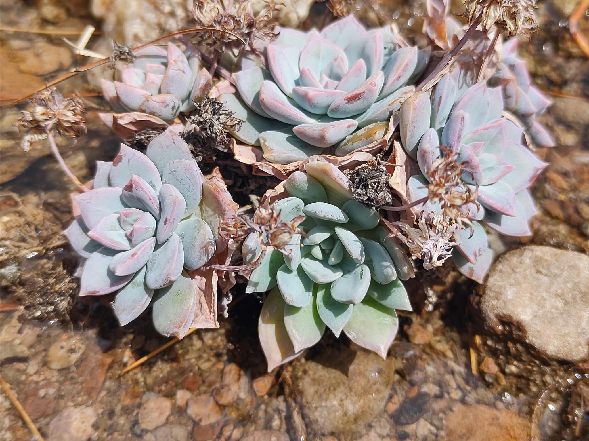 Sedum sinforosanum